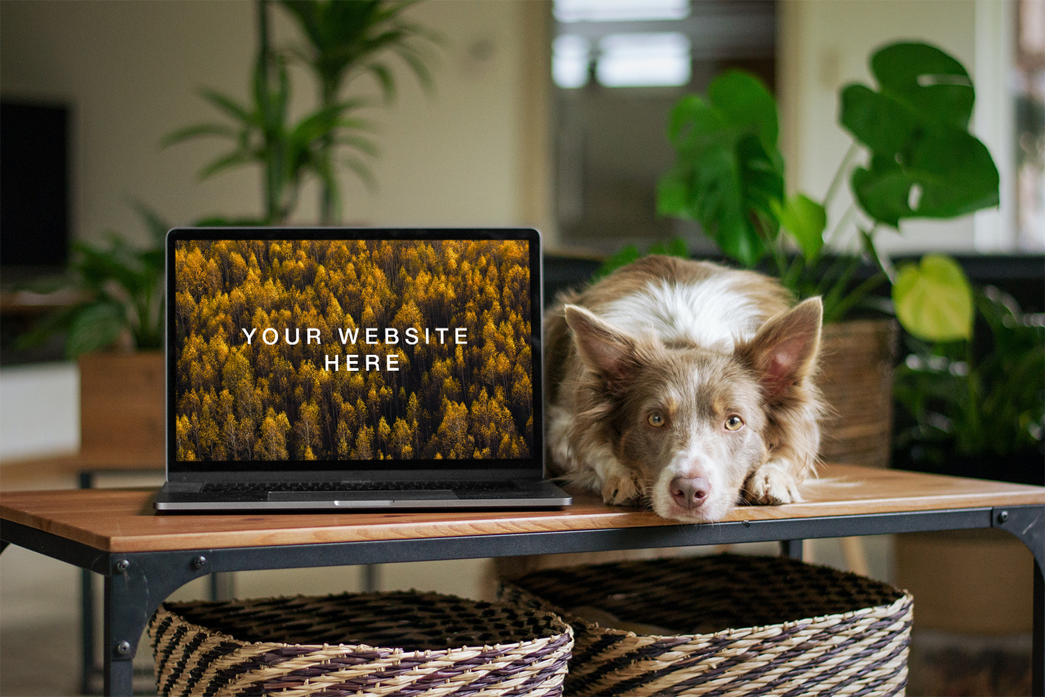 MacBook with Dog Mockup