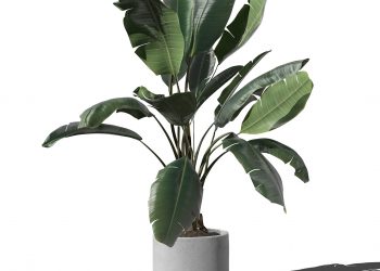 Ficus in Pot Free Mockup
