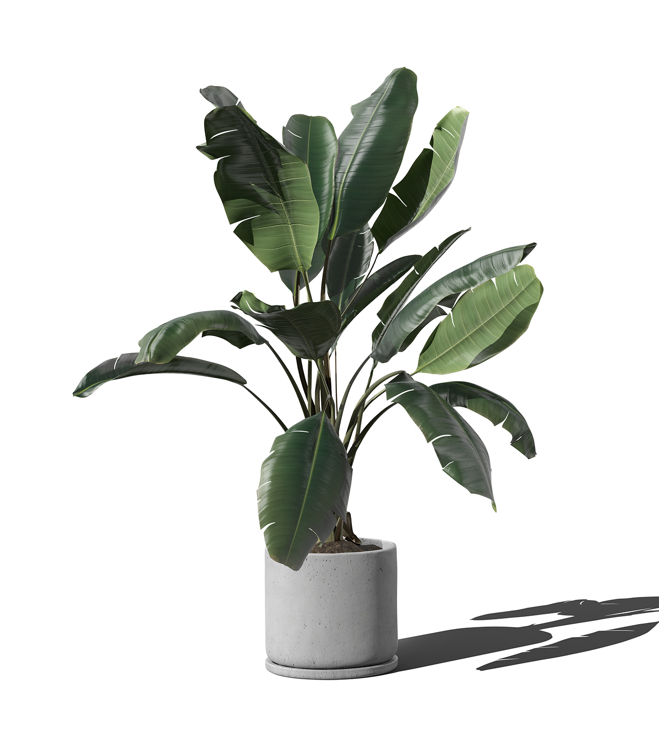 Ficus in Pot Free Mockup