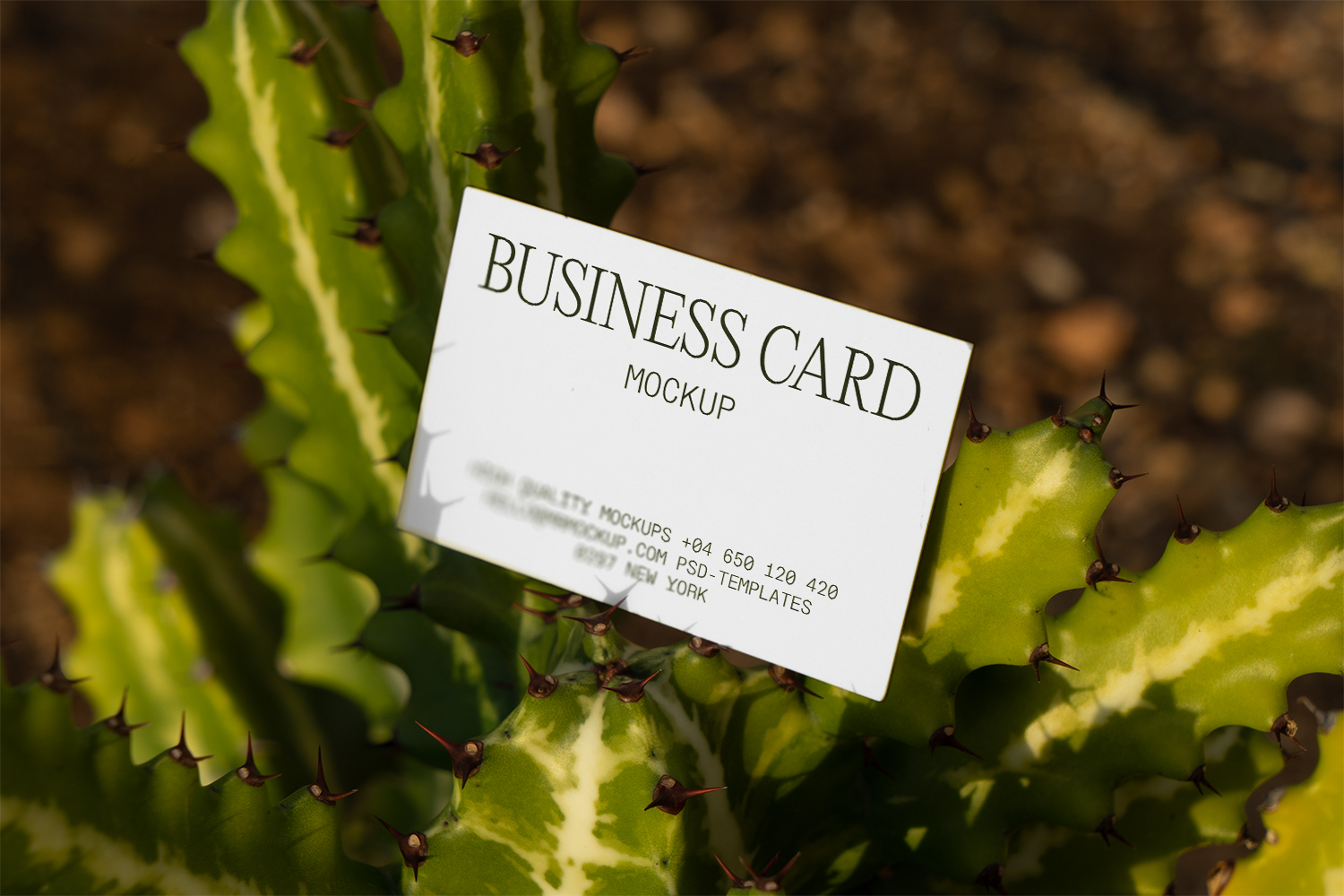 Business Card Among Cactus Free Mockup