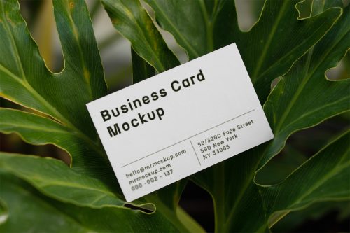 Business Card Between Ficus Free Mockup