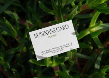 Business Card on Succulent Free Mockup