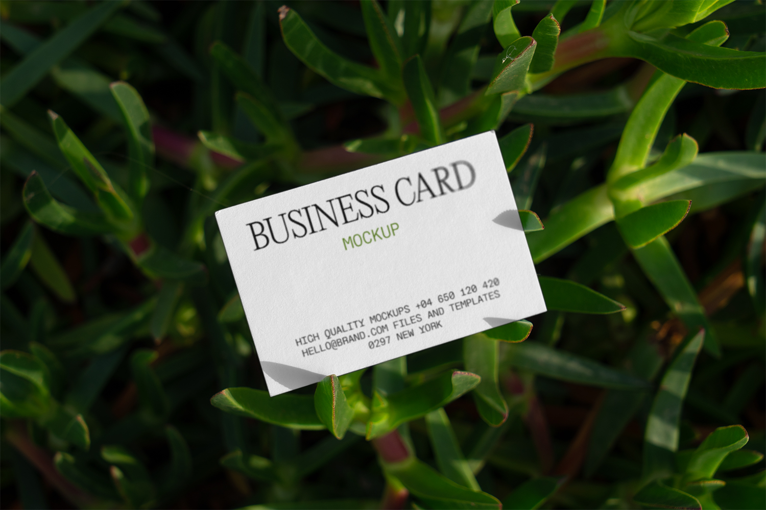 Business Card on Succulent Free Mockup